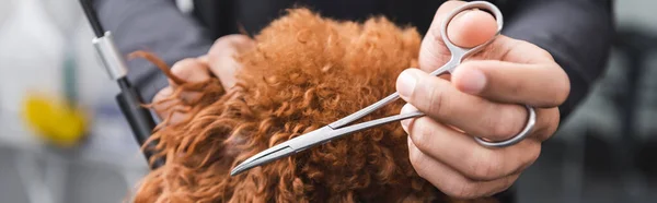 Cropped view of african american pet barber trimming brown dog in grooming salon, banner — Stock Photo