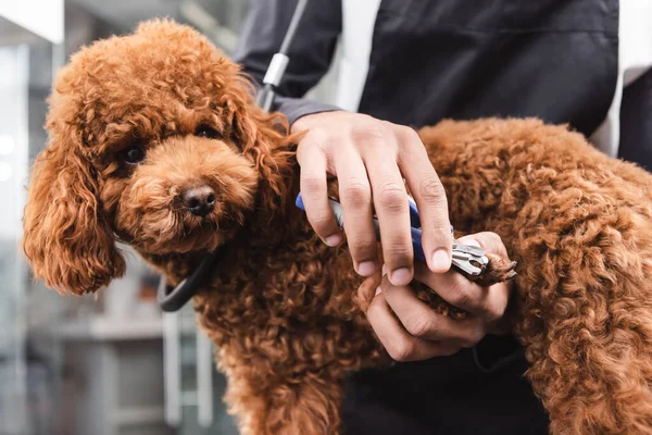 Vista ritagliata di afro americano groomer taglienti artigli di barboncino marrone — Foto stock