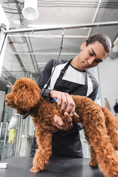 Low angle view of african american groomer cutting claws of brown poodle — Stock Photo