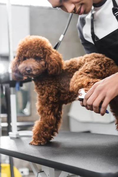 Vista parcial del joven afroamericano peluquero cortando garras de caniche en salón de mascotas - foto de stock