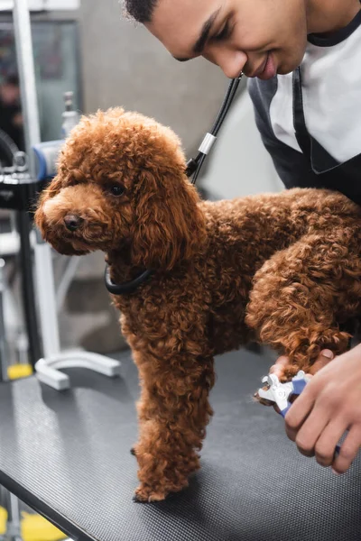 Positiv afrikanisch-amerikanischer Pfleger schneidet Pudelkrallen im Zoofriseurladen — Stockfoto