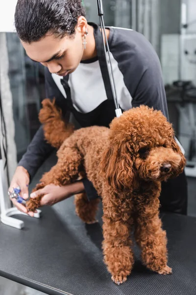 Young african american pet barber holding nail clippers while grooming brown poodle — Stock Photo