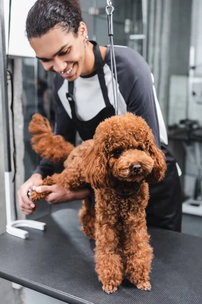 Satisfeito Africano americano barbeiro grooming marrom poodle em pet barbershop — Fotografia de Stock