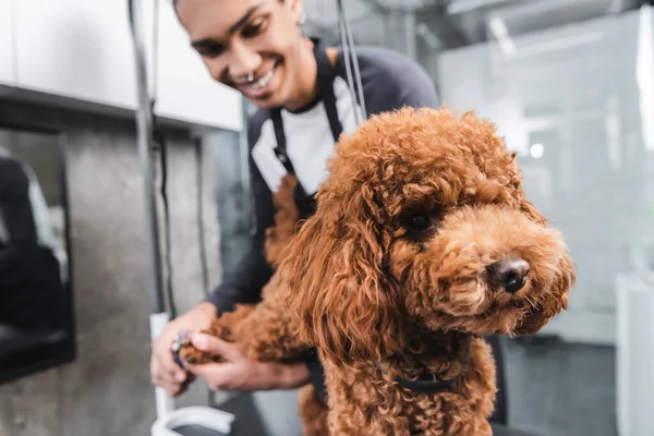 Selective focus of brown poodle near african american groomer smiling on blurred background — Stock Photo