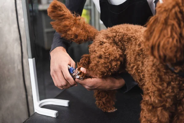 Partial view of african american man cutting claws of brown dog in grooming salon — Stock Photo