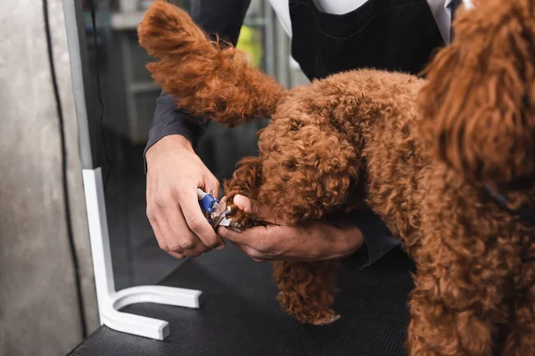 Vista parcial del hombre afroamericano cortando garras de perro marrón en salón de aseo - foto de stock