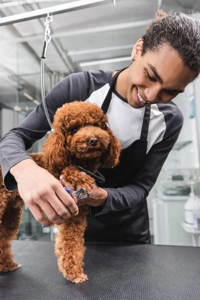 Joyeux toiletteur afro-américain coupe griffes de caniche dans le salon d'animaux de compagnie — Photo de stock