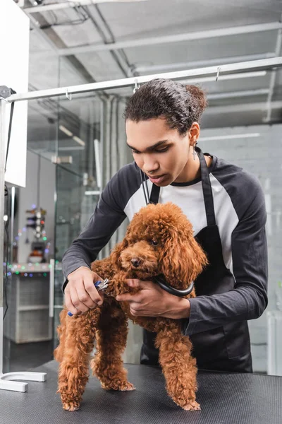 Afroamericano groomer corte garras de caniche con cortauñas - foto de stock