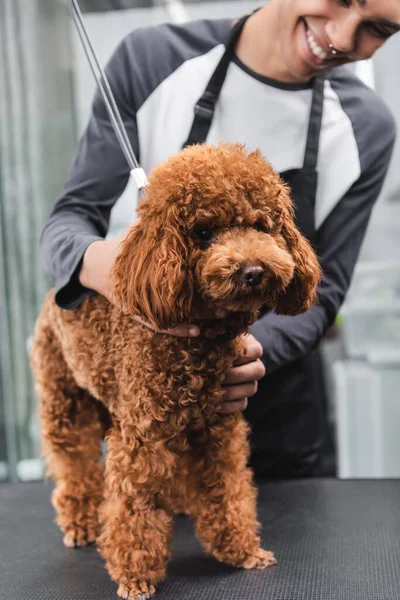 Vue partielle du toiletteur afro-américain câlin caniche dans le salon d'animaux de compagnie — Photo de stock