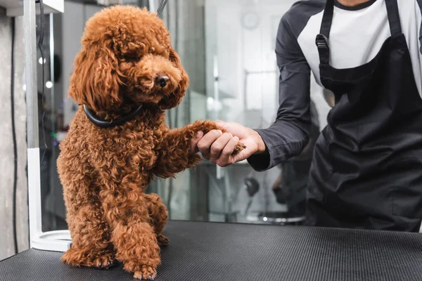 Partial view of african american groomer shaking paw of poodle sitting on grooming table — Stock Photo
