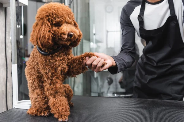 Vista parcial del peluquero afroamericano sacudiendo la pata de caniche sentado en la mesa de aseo - foto de stock