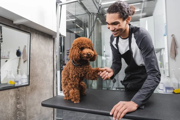 Smiling african american pet barber shaking paw of poodle sitting on grooming table — Stock Photo