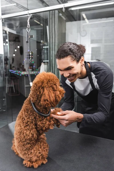 Alegre africano americano groomer segurando patas de poodle sentado na mesa de preparação — Fotografia de Stock