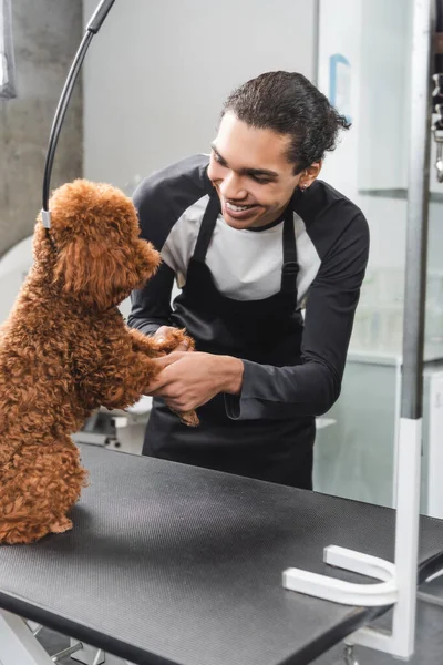 Heureux afro-américain animal de compagnie coiffeur s'amuser avec caniche dans le salon de toilettage — Photo de stock