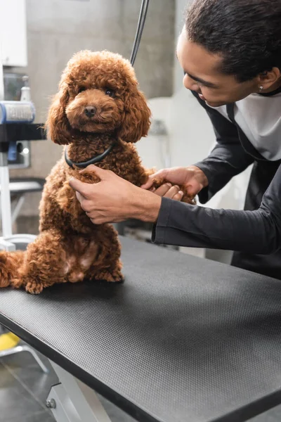 African american pet barber holding paws of brown poodle sitting on grooming table — Stock Photo