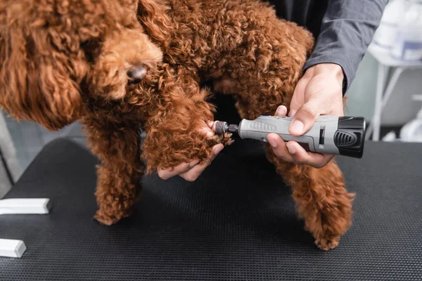 Vista recortada de hombre afroamericano pulido garras de perro con molinillo de uñas - foto de stock