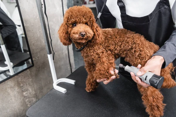 Poodle de pé sobre a mesa de preparação enquanto homem afro-americano cortado garras de polimento com moedor de unhas — Fotografia de Stock