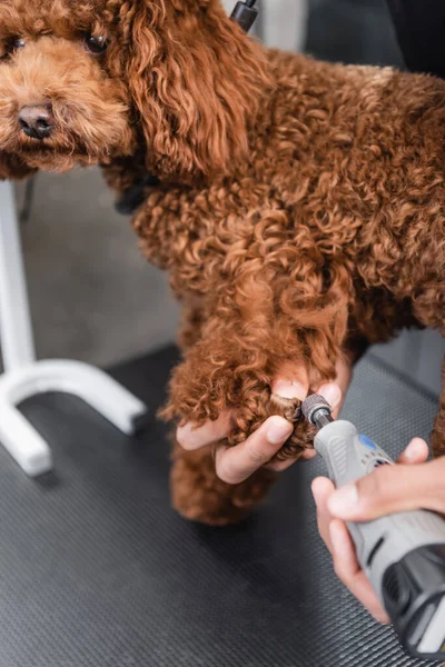 Cropped view of african american groomer polishing claws of poodle with nail grinder — Stock Photo