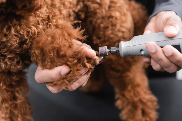 Vista da vicino di smerigliatrice elettrica chiodo nelle mani del groomer africano americano ritagliato lucidatura artigli del cane — Foto stock