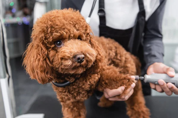 Brown poodle near cropped african american groomer polishing claws with electric nail grinder — Stock Photo