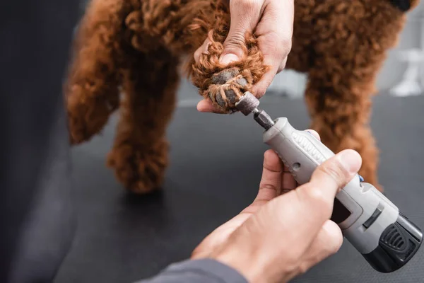 Частичный вид африканского американца полирующего когти коричневой собаки в парикмахерской — стоковое фото