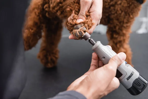 Vista parcial del hombre afroamericano pulido garras de perro marrón en salón de aseo - foto de stock