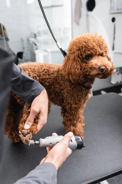 Vue partielle du toiletteur afro-américain polissant les ongles du caniche brun sur la table de toilettage — Photo de stock