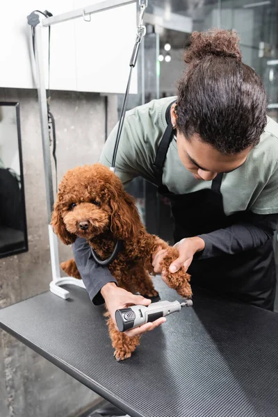 Afro-americano groomer polimento garras de poodle com moedor elétrico — Fotografia de Stock