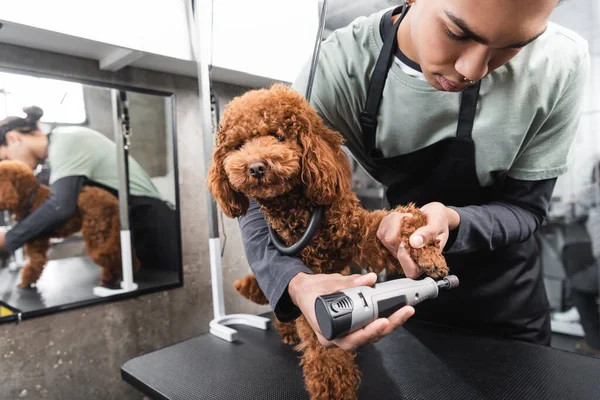 African american groomer polishing claws of poodle with electric nail grinder — Stock Photo