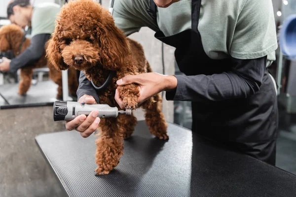 Cropped view of african american man in apron polishing nails of brown poodle — Stock Photo