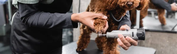 Cropped view of african american groomer polishing claws of dog with nail grinder in grooming salon, banner — Stock Photo
