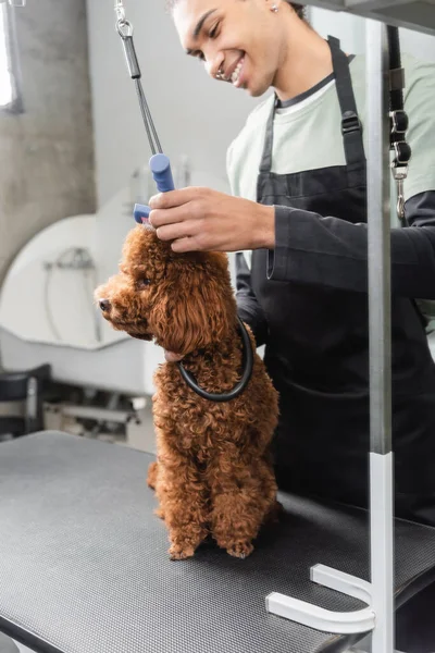 Alegre Africano americano pet cabeleireiro grooming poodle marrom no salão de pet — Fotografia de Stock