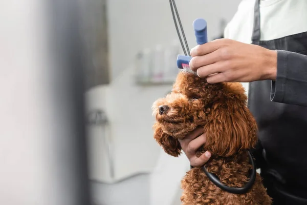 Vista cortada de Africano americano pet barbeiro preparando poodle em primeiro plano borrado — Fotografia de Stock