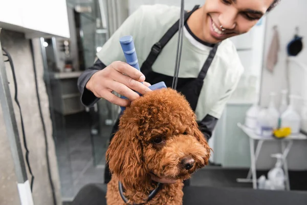 Blurred african american groomer smiling while brushing poodle with slicker brush — Stock Photo