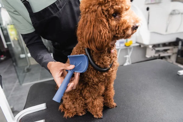 Poodle sentado na mesa de aliciamento perto de cultivado africano americano groomer com escova slicker — Fotografia de Stock