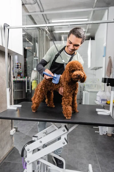 Homme afro-américain gai dans tablier brossage caniche sur table de toilettage — Photo de stock