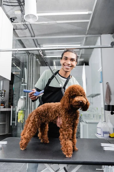 African american groomer with slicker brush smiling at camera near poodle in pet salon — Stock Photo
