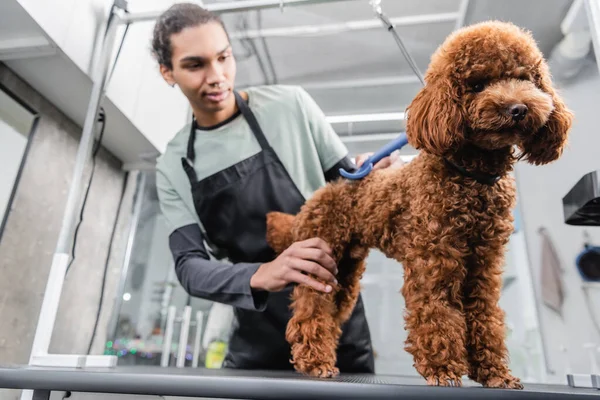 Peluquero de mascotas afroamericano en delantal cepillado caniche marrón con cepillo slicker - foto de stock