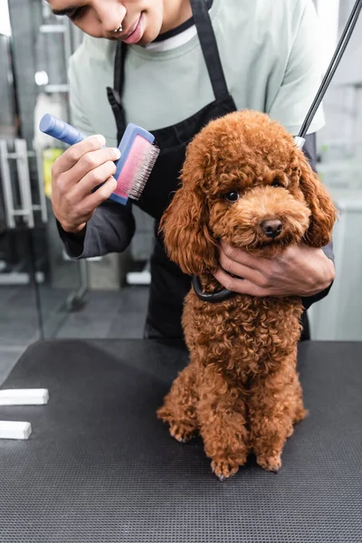 Recortado vista de africano americano mascota peluquero aseo caniche marrón en salón de mascotas - foto de stock