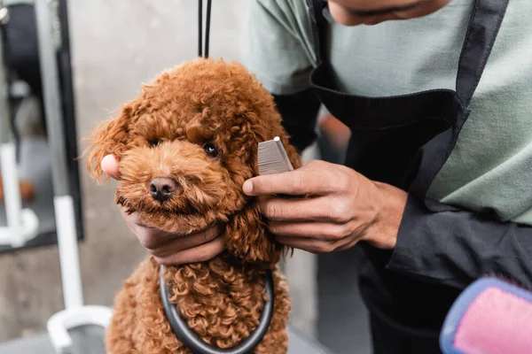 Vista cortada do groomer americano africano escovando poodle marrom com pente — Fotografia de Stock