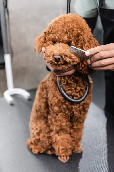 Partial view of african american groomer brushing muzzle of poodle with comb — Stock Photo