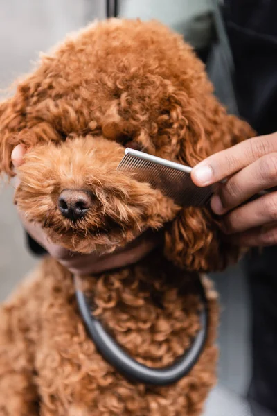 Vue rapprochée du caniche brun près du museau de brossage homme afro-américain cultivé avec peigne — Photo de stock