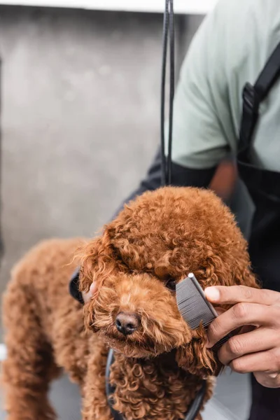 Visão parcial do groomer americano africano que escova o focinho do cão com pente — Fotografia de Stock