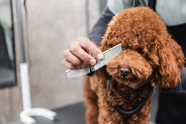 Vista parziale di governante africano americano spazzolatura museruola di cane in salone di pet — Foto stock
