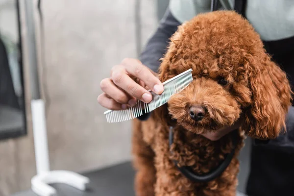 Partial view of african american groomer brushing muzzle of dog in pet salon — Stock Photo