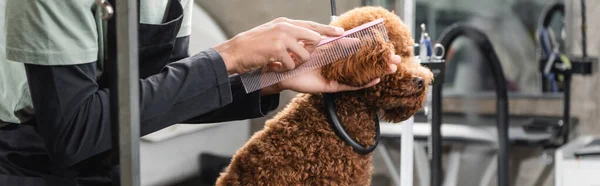 Cropped view of african american groomer brushing ear of poodle with comb, banner — Stock Photo