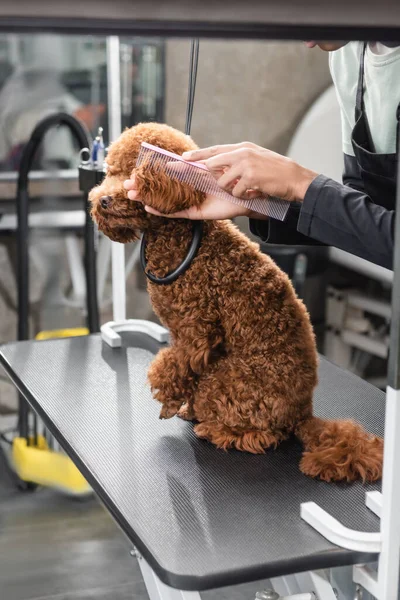 Cropped view of african american man grooming brown poodle in pet salon — Stock Photo