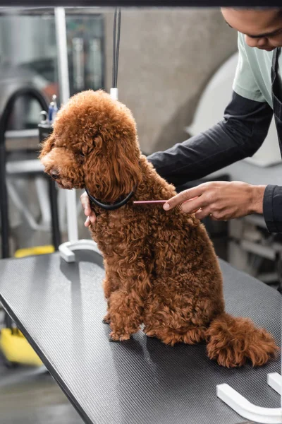 Partial view of african american man brushing poodle sitting on grooming table — Stock Photo