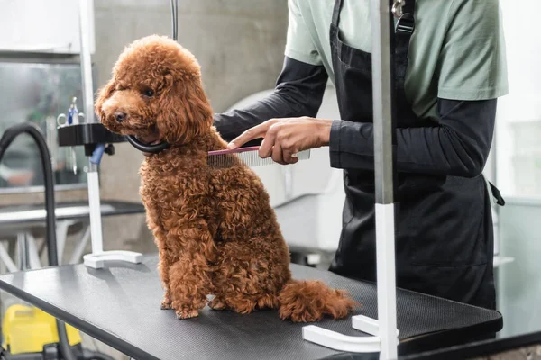 Vue partielle du toiletteur afro-américain en tablier brossant caniche marron avec peigne — Photo de stock