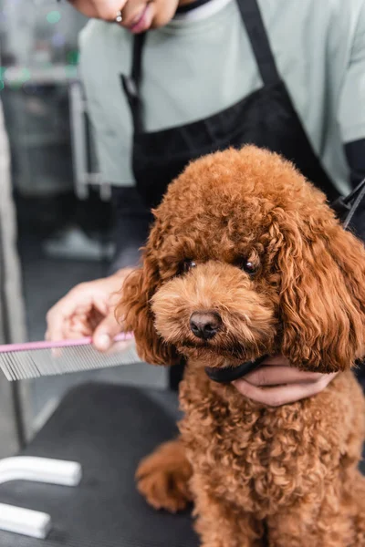 Vista recortada del borroso hombre afroamericano sosteniendo peine cerca de caniche en salón de aseo - foto de stock